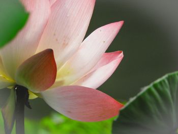 Close-up of pink lily