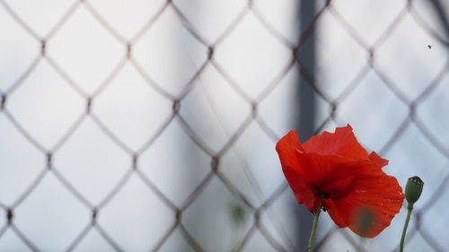 Close-up of red flower on chainlink fence