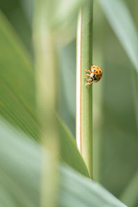 Close-up of ladybug on plant