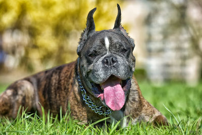 Close-up of a dog on field