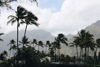 Palm trees on landscape against sky