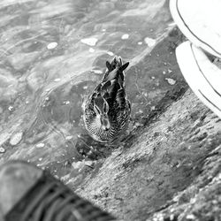 High angle view of bird in water