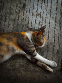 Directly above shot of cat lying on wood