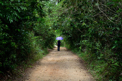 Rear view of person walking on footpath amidst trees