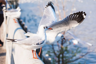 Close-up of seagulls flying