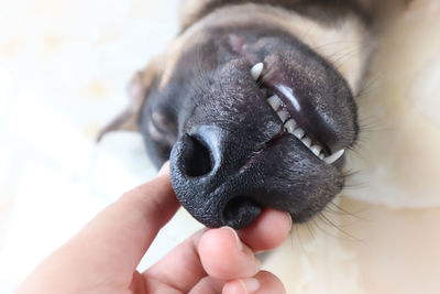 Close-up of hand holding dog