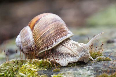 Close-up of snail