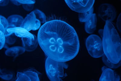 Close-up of jellyfish swimming in sea