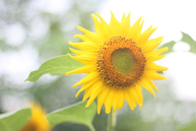 Close-up of sunflower