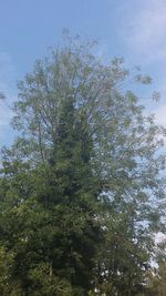 Low angle view of trees against sky
