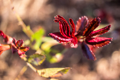 Close-up of red flower