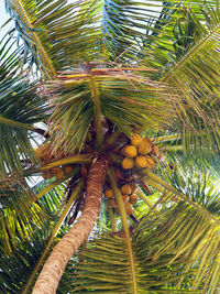 Low angle view of palm trees