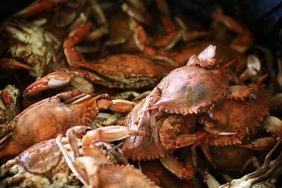 Close-up of crab for sale