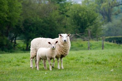 Sheep grazing on field