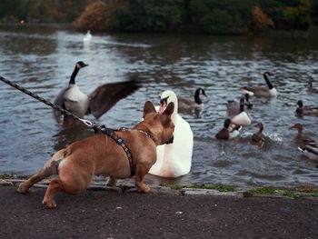 Dog looking at birds in water