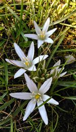 Close-up of white flowers blooming in field