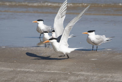 Seagulls on beach