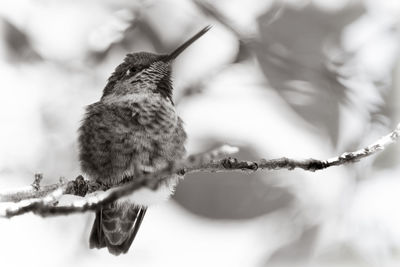 Close-up of bird perching outdoors