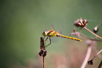Close-up of a dragonfly on wilted plant 