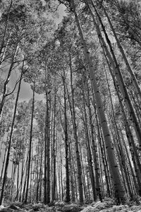 Low angle view of tree