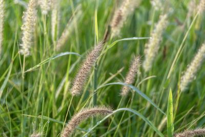 Close-up of crops on field