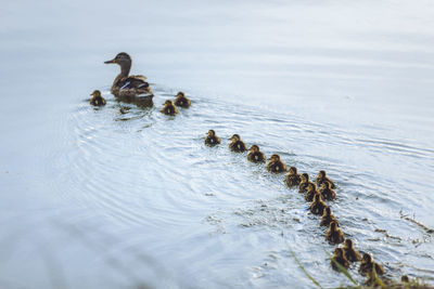 Birds swimming in a lake