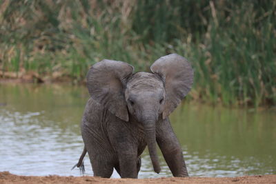 View of baby elephant in lake
