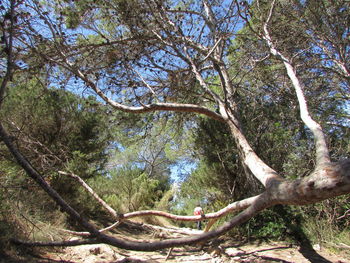 Trees in forest
