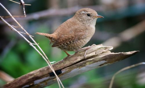 Close-up of bird perching on wall