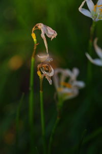 Close-up of plants