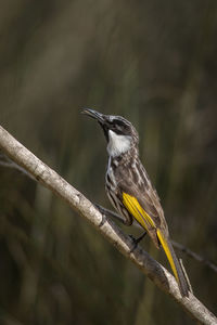 Close-up of bird perching on branch