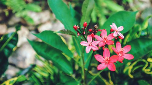 Small red flowers background with green leaf in tropical garden, thailand.