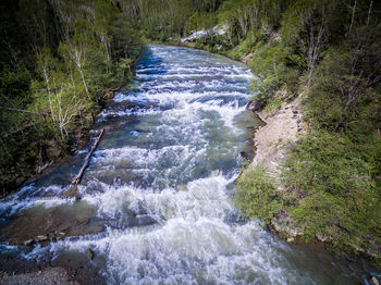 River flowing amidst trees in forest