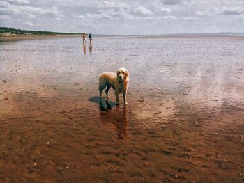 Dog looking away while standingon beach