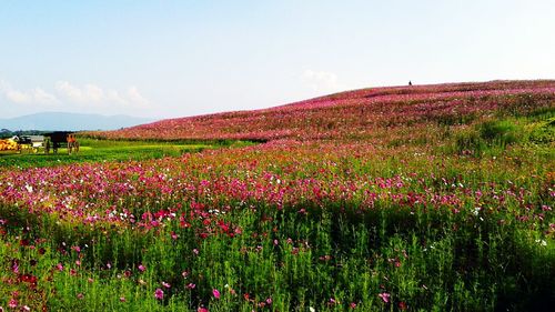 Scenic view of flowering plants on field against sky