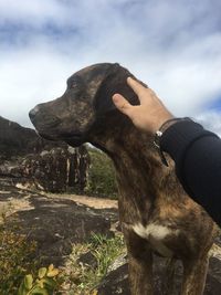 Close-up of hand touching dog outdoors