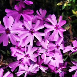 Close-up of flowers blooming outdoors