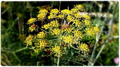 Close-up of yellow flower