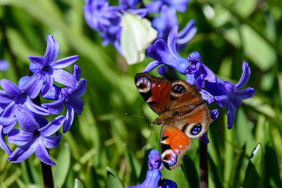 Close-up of butterfly pollinating on purple flower