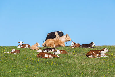 Flock of cows and calves resting on the meadow