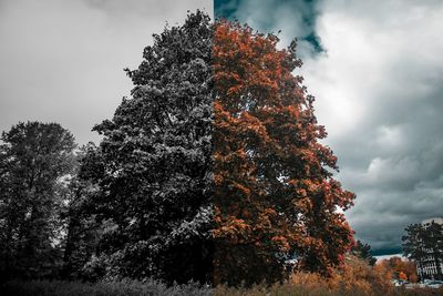 Low angle view of trees against sky during autumn