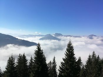 Low angle view of pine trees against blue sky