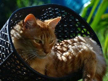 Close-up of cat in basket