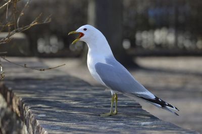 Close-up of seagull perching on wood