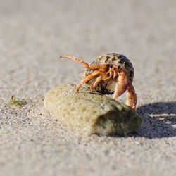Close-up of hermit crab on stone at beach