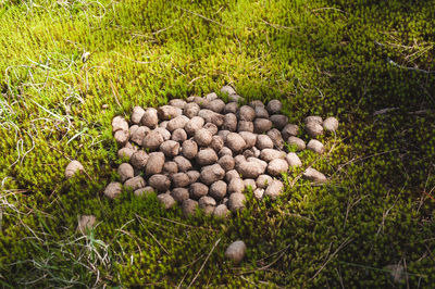 High angle view of mushrooms on field