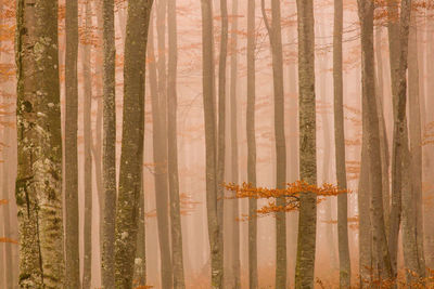 Panoramic view of pine tree in forest