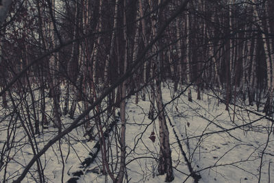 Bare trees against sky