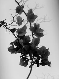 Low angle view of tree against sky