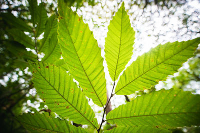 Close-up of leaves on tree